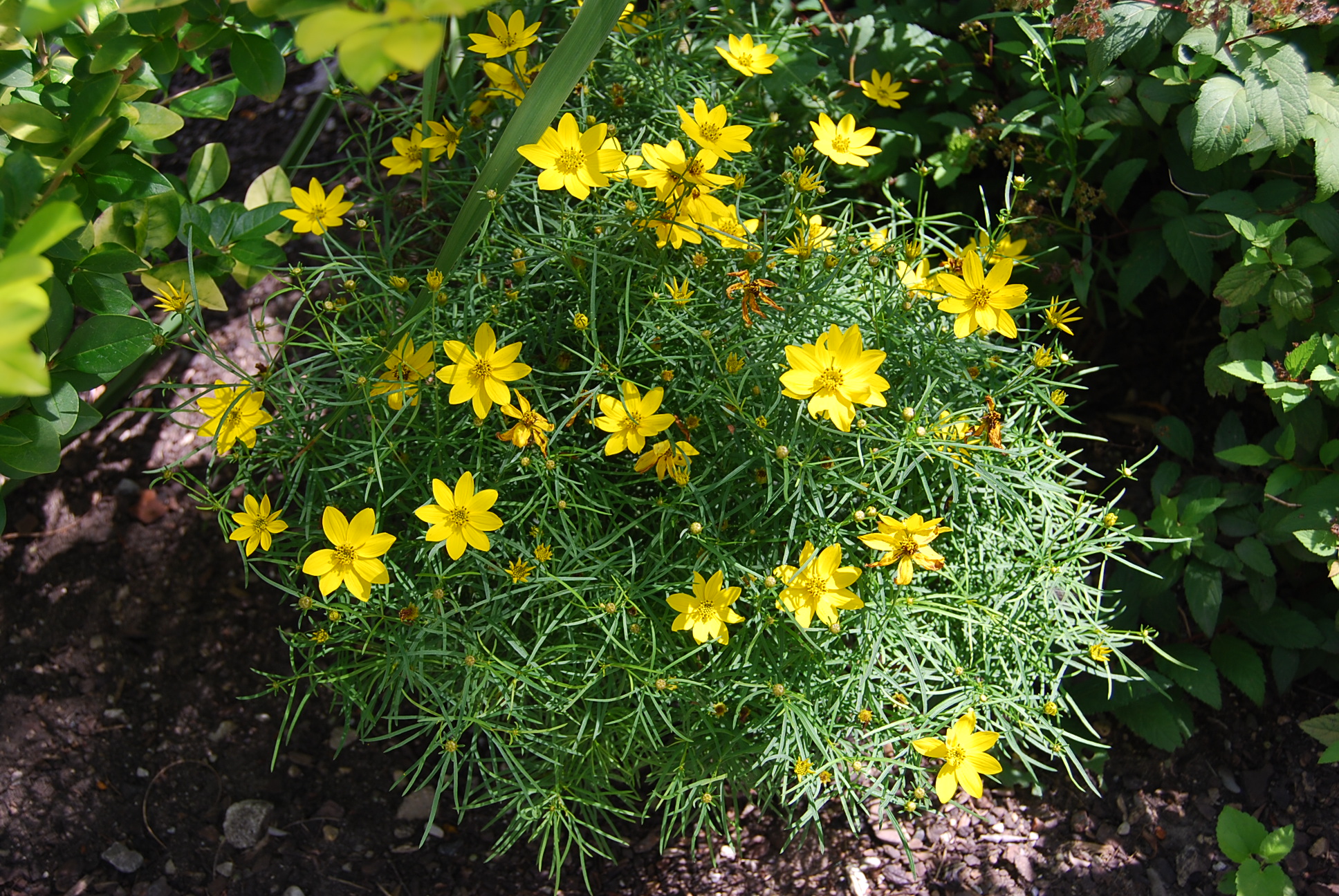 Plant Of The Month Coreopsis Verticillata Zagreb Gardening In